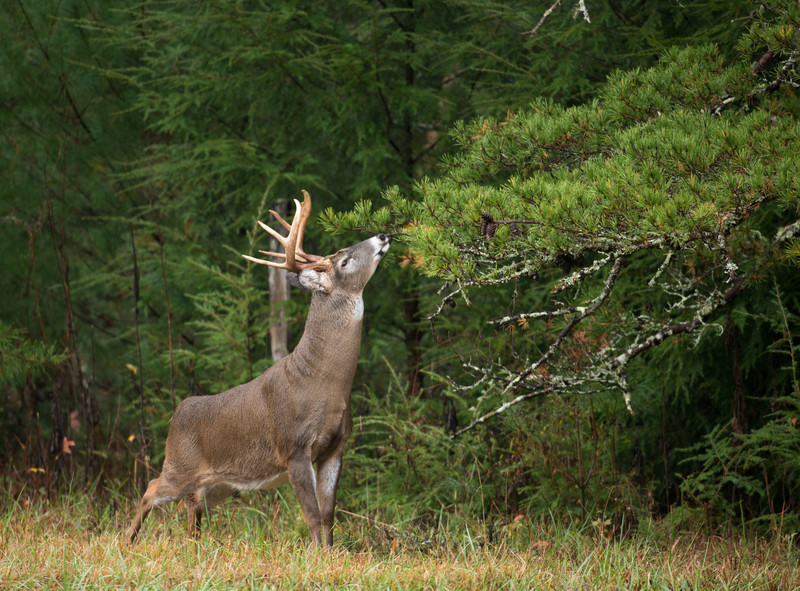 Deer in Great Smoking Mountains National Park